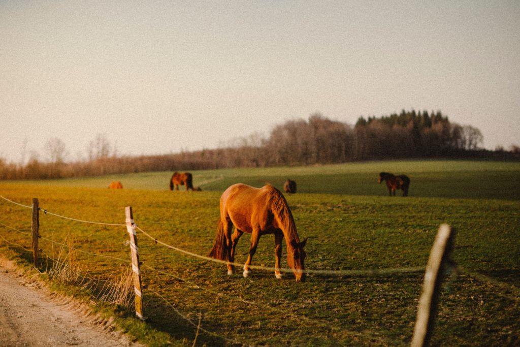 horses on field