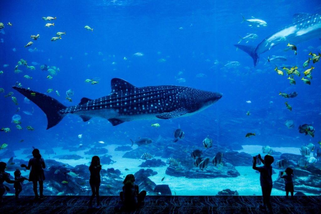 Öffentliches Aquarium mit Walhai