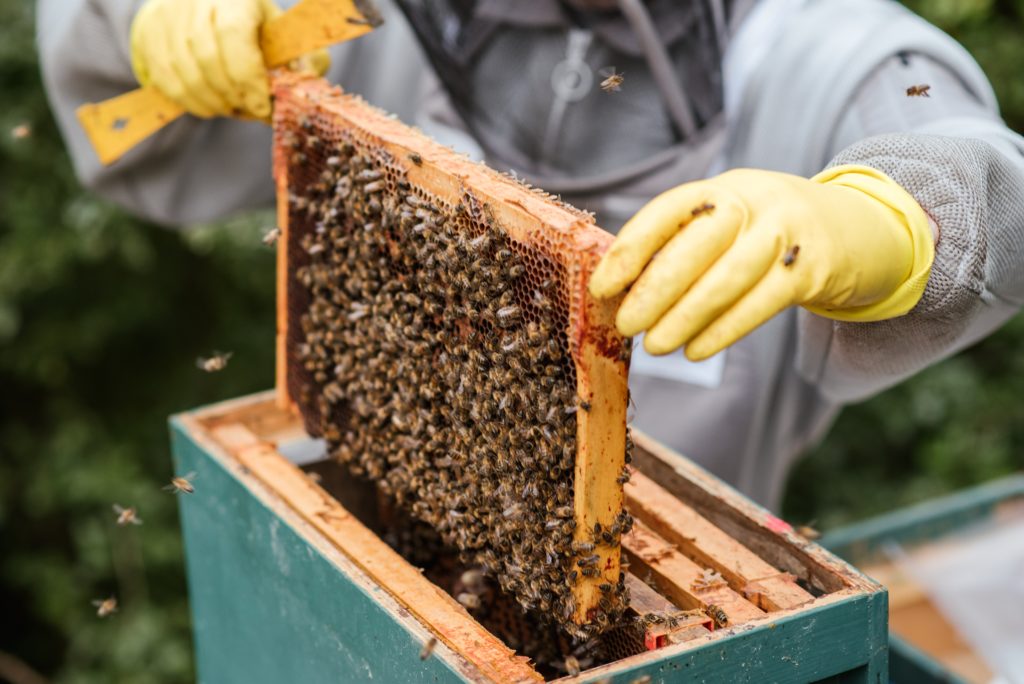 Imker verfüttert Algen Haustierfutter an Bienenstock