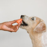 Hand füttert Hund für Algen Haustierfutter Blog