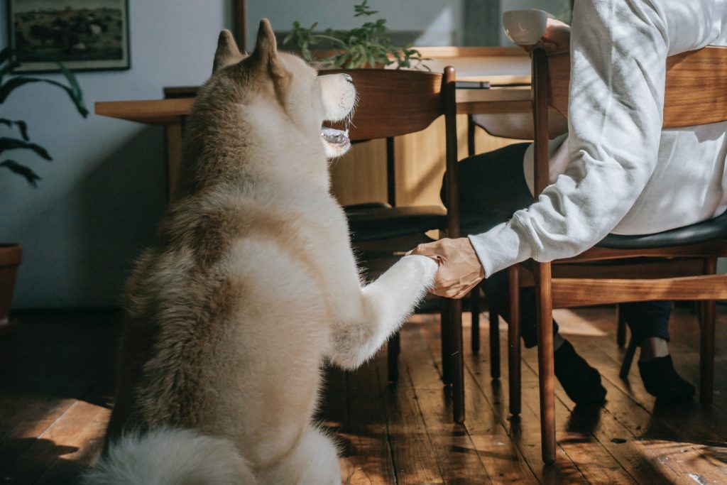 Dog gives paw