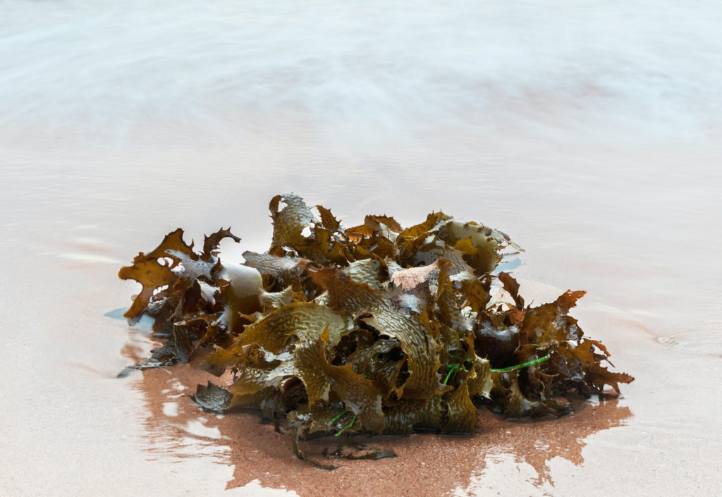 Alge am Strand für Algen Sonnenschutzmittel
