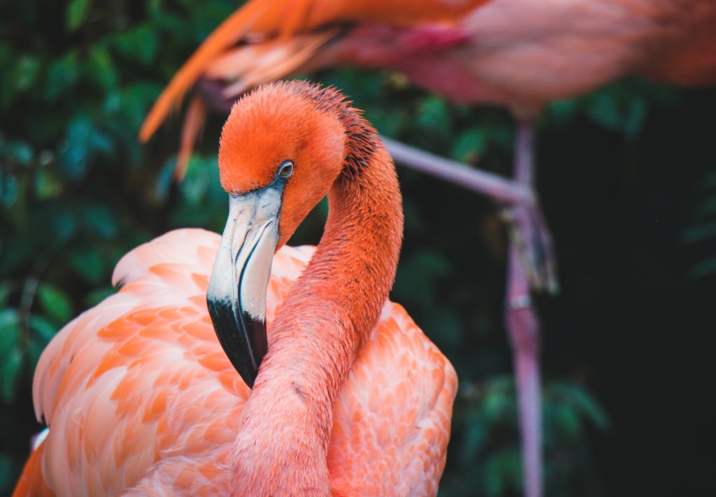 Rosa Flamingo welcher die Farbe durch Astaxanthin erhalten hat