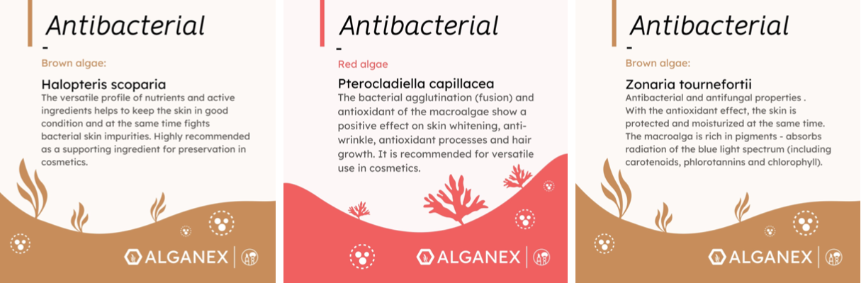 Algen - Kosmetik Allrounder  - antibacterial